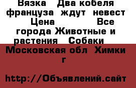  Вязка ! Два кобеля француза ,ждут  невест.. › Цена ­ 11 000 - Все города Животные и растения » Собаки   . Московская обл.,Химки г.